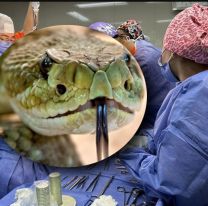 Bebita fue mordida por una serpiente y est&aacute; grave: tiene 1 a&ntilde;ito