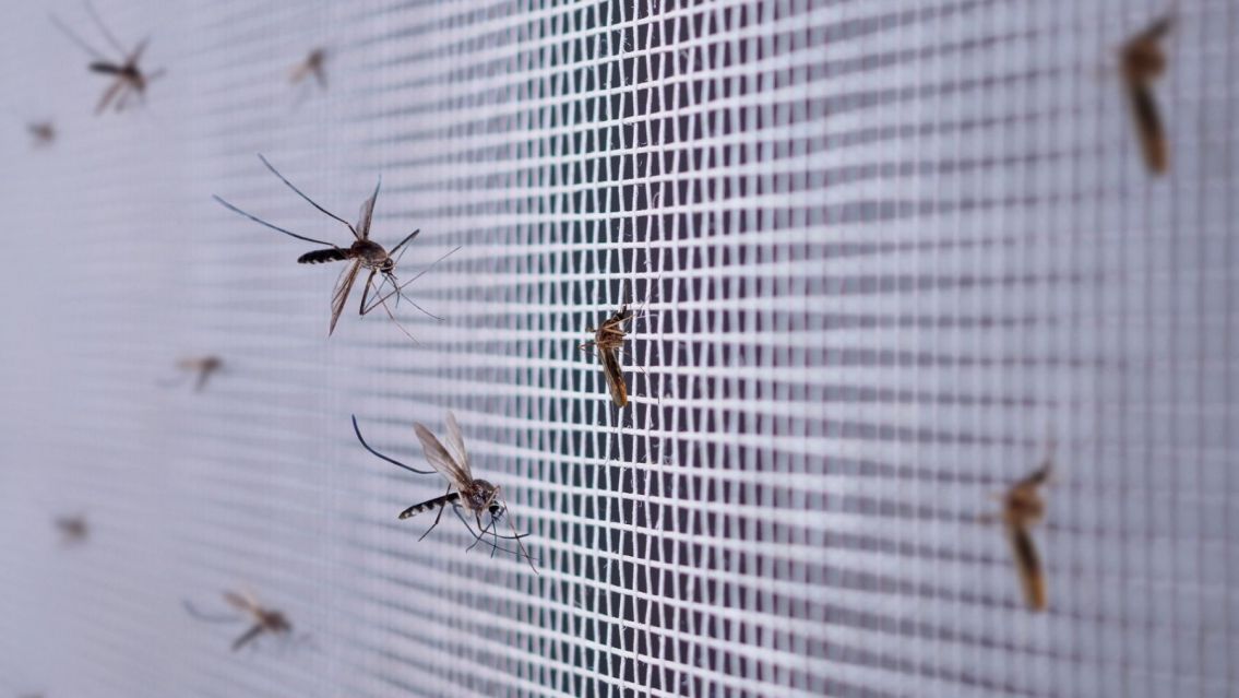  Cinco trucos caseros para evitar las picaduras de mosquitos