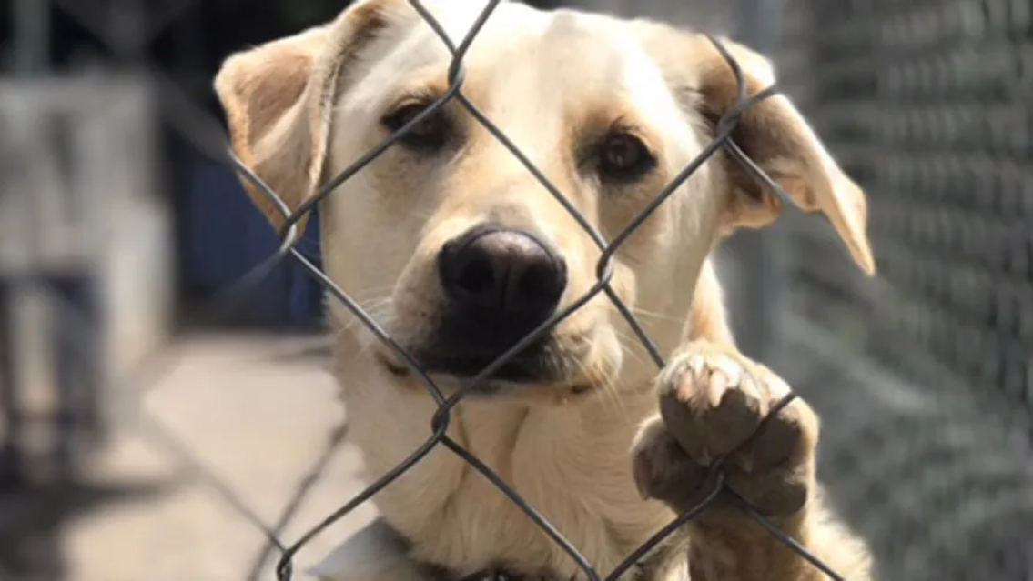 Norte�o "comeperros" fue atrapado. Hab�a fugado del psiqui�trico