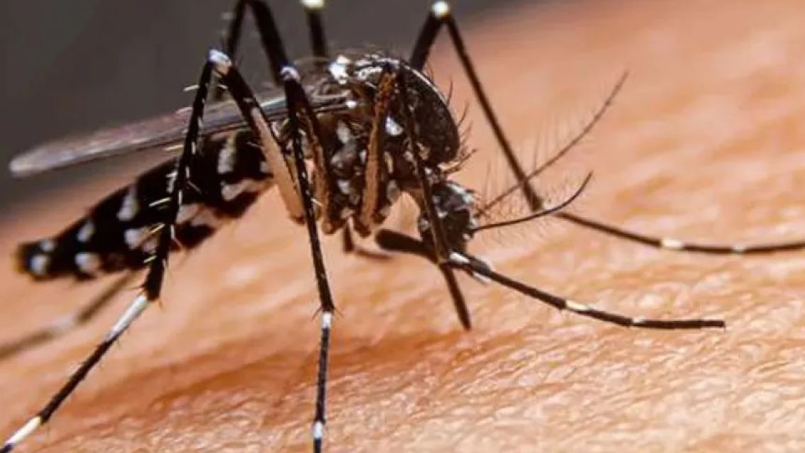 Alerta por los casos de dengue en Jujuy: se suman decenas de casos