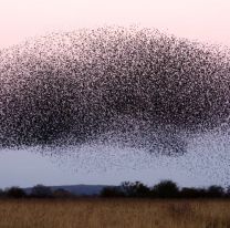 Mamá y su bebé entraron a los gritos a un local de Jujuy: una "nube negra" casi los mata 