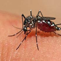 Qu&eacute; pasa si te pica el dengue dos veces: en qu&eacute; casos puede ser mortal