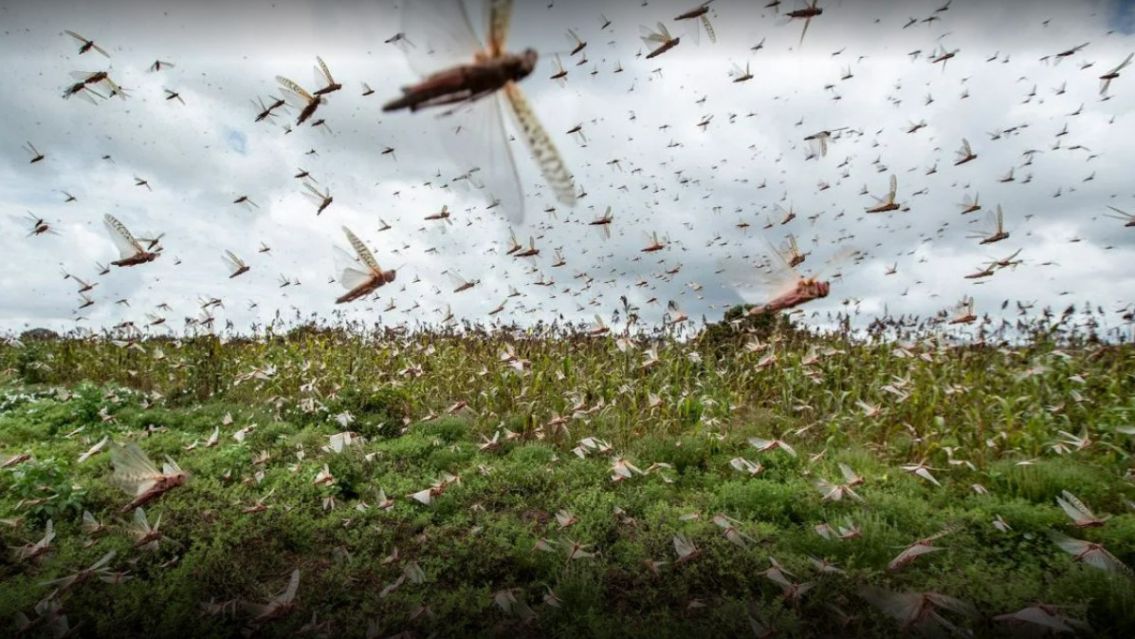Llegó una invasión de langostas al norte de Salta: devoran todo en segundos