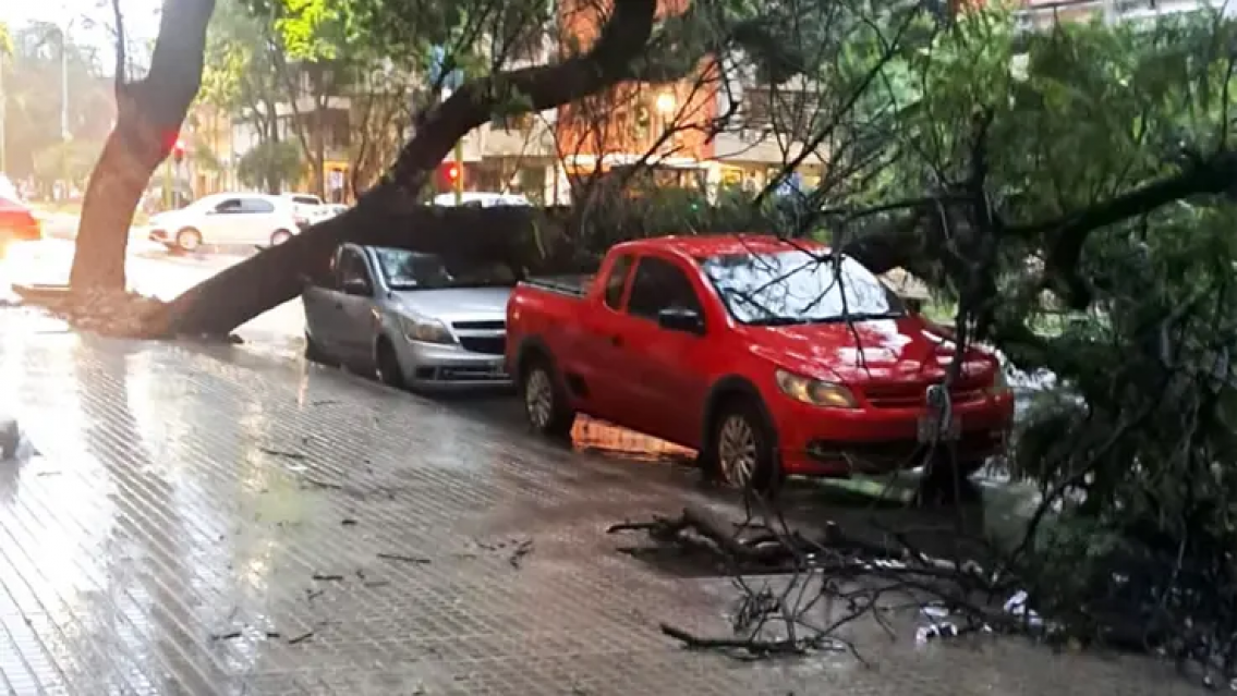 Norteño perdió su auto y otro se salvó de milagro. Por las lluvias, cayó un árbol