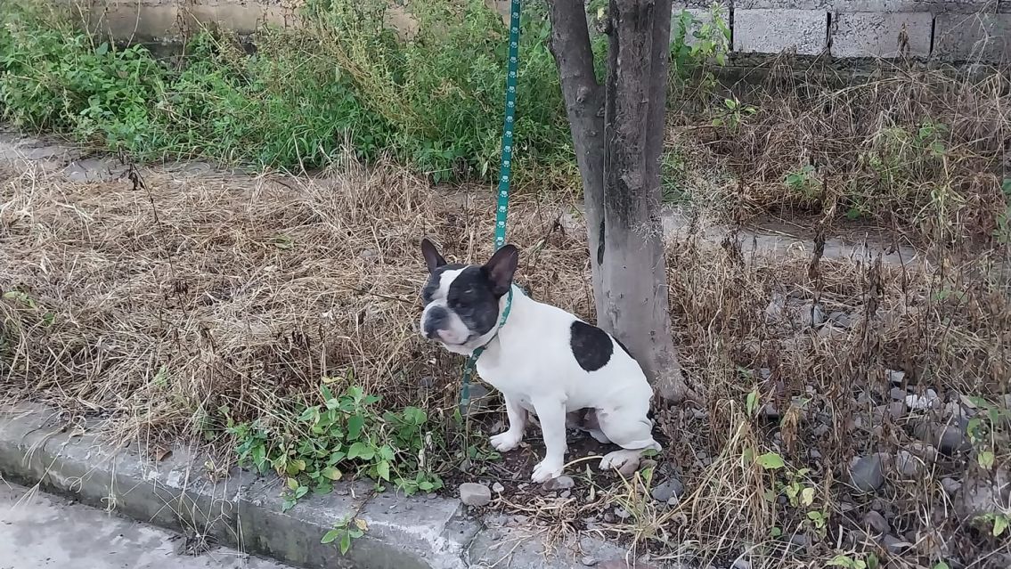 Apareció un bull dog abandonado en una calle de Jujuy: Todos se lo quieren llevar