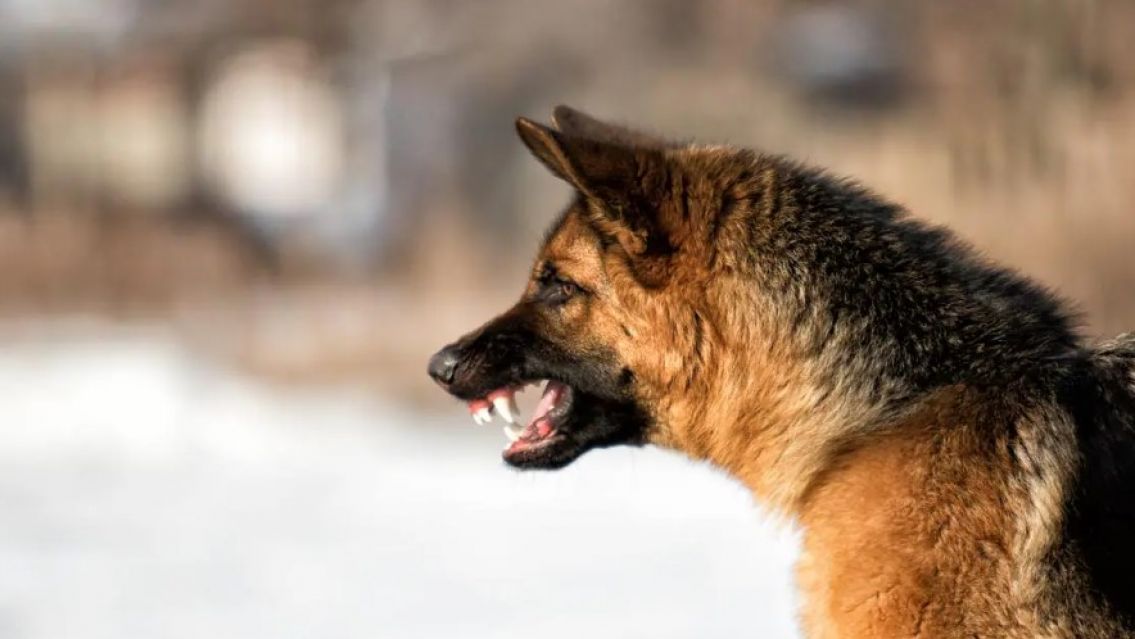 Un ovejero alemán enloqueció y atacó a una nena de 9 años en Jujuy
