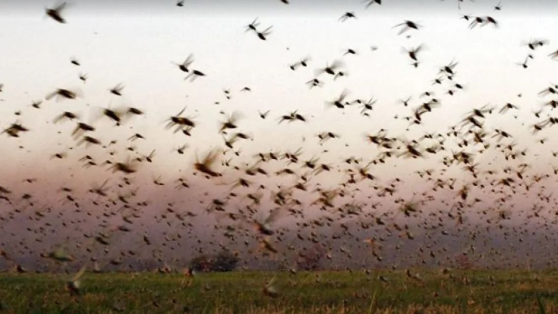 Invasi�n de saltamontes: �Qu� significa que aparezcan en tu casa?