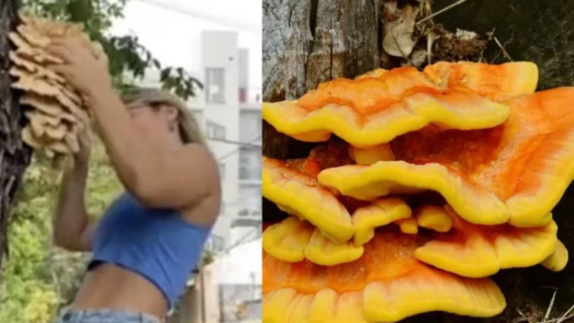 Encontr� un hogo en un �rbol, lo cocino y gener� una catarata de comentarios en las redes: "Comiendo pechuga"