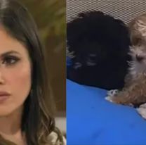 Romina Uhrig mostró a Caramelo y un detalle de su aspecto causó preocupación : "Descuidado"