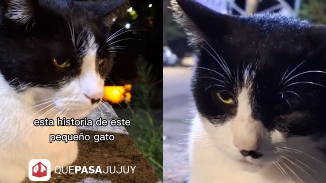Jujuy: La historia desconocida del gato que aparece en las paradas de colectivos