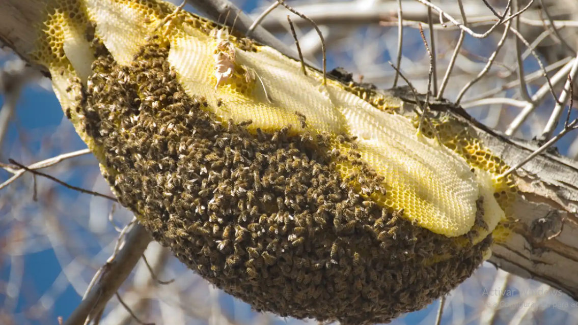 Un enorme enjambre atac� a dos abuelos de Jujuy