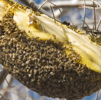 Un enorme enjambre atacó a dos abuelos de Jujuy