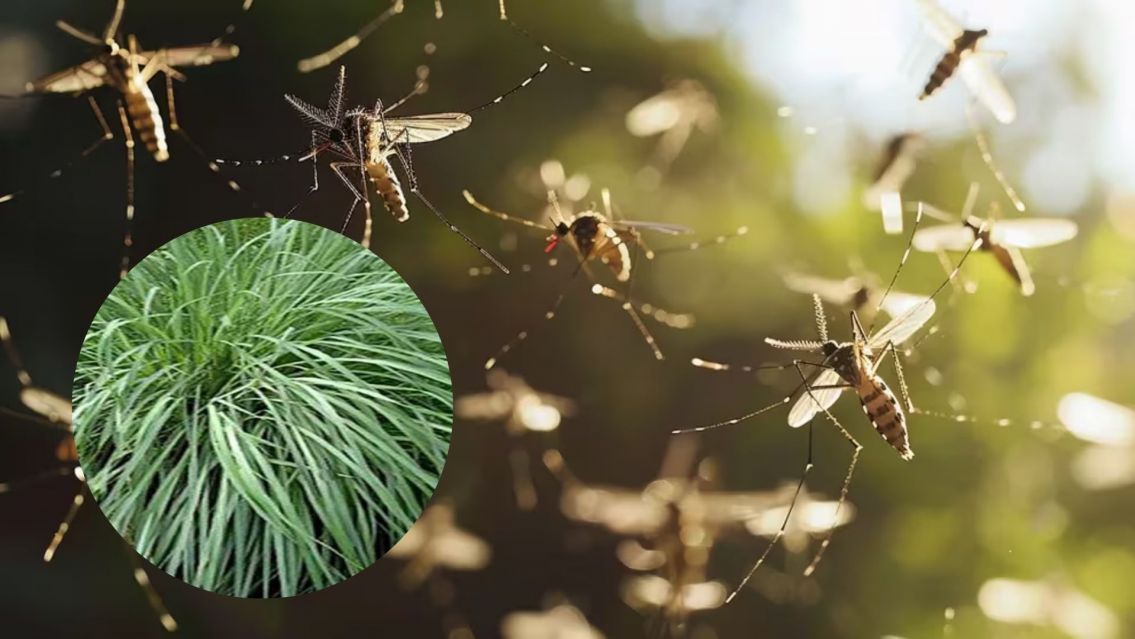 Dengue: la planta que sirve como repelente casero para ahuyentar mosquitos