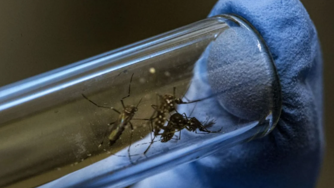 Wolbachia: la solución que tomó un país para erradicar el dengue