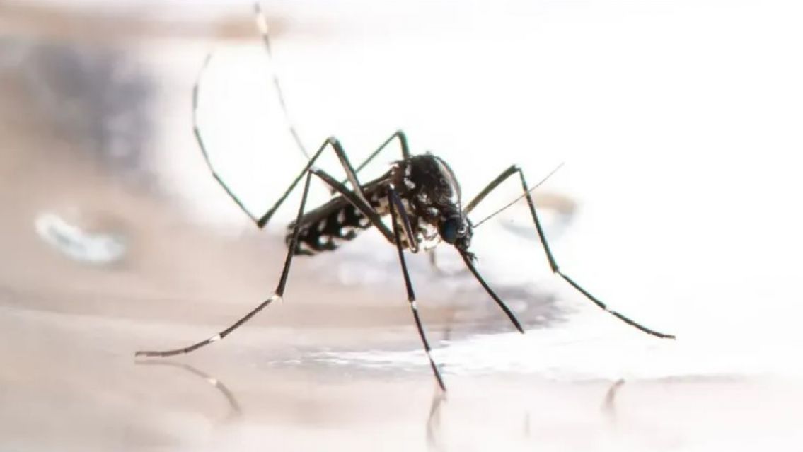 Har�n teleasistencia y controles domiciliarios por los casos de dengue en Jujuy