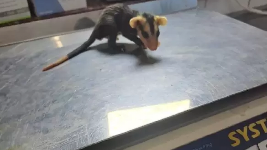 Comadreja bebé apareció en B° Moreno, esto hicieron los vecinos: