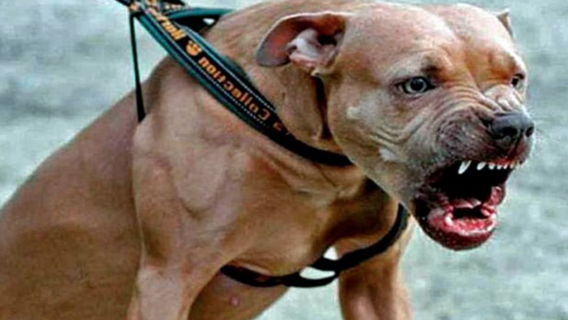 Un bebé fue atacado por un pitbull en Jujuy: necesita ayuda para salvar su ojo