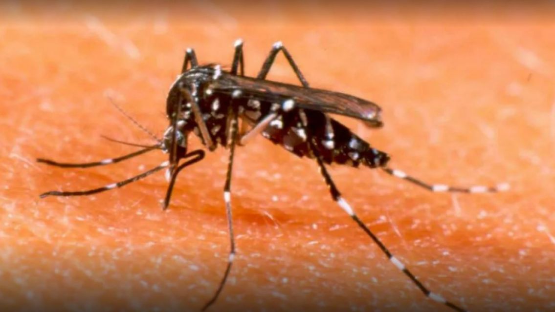 11 alumnitos de un colegio jujeño se contagiaron de dengue: Podría haber más casos