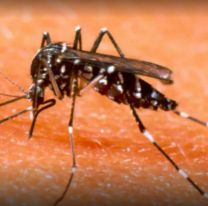 Brote de dengue en Jujuy: Ya son 7818 infectados y cuatro fallecimientos