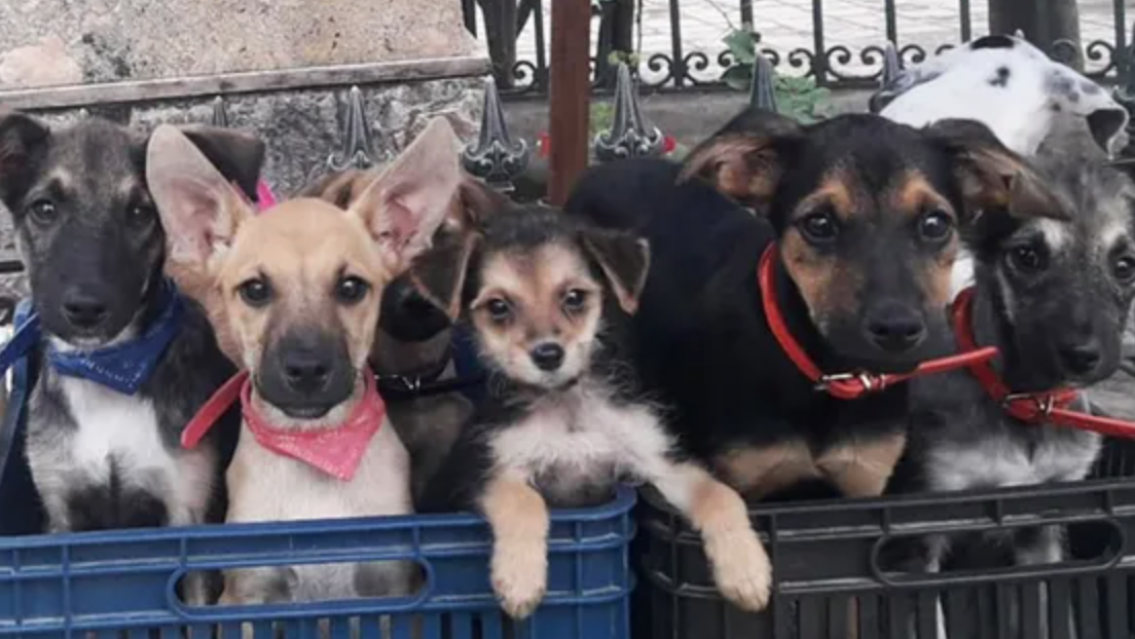 Juje�os con mascotas ya pueden registrarlas en San Salvador de Jujuy: los detalles