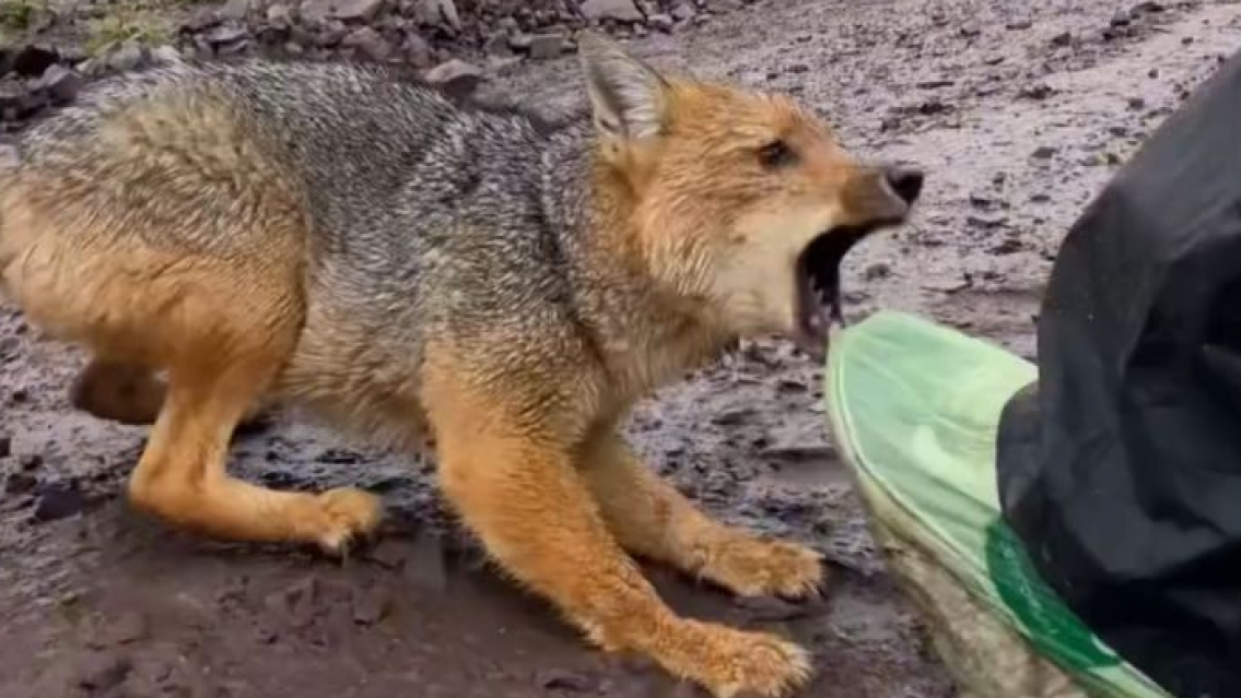 Rumbo a Cafayate, norte�o fue atacado por una zorra. Lo mordi� y no lo soltaba