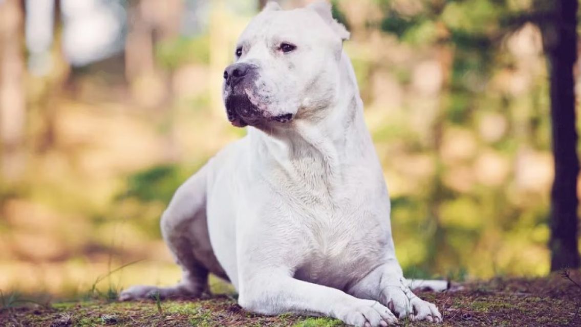 Un ladrón entró a robar a una casa, fue atacado por dos dogos y terminó internado