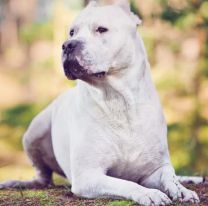 Un ladrón entró a robar a una casa, fue atacado por dos dogos y terminó internado