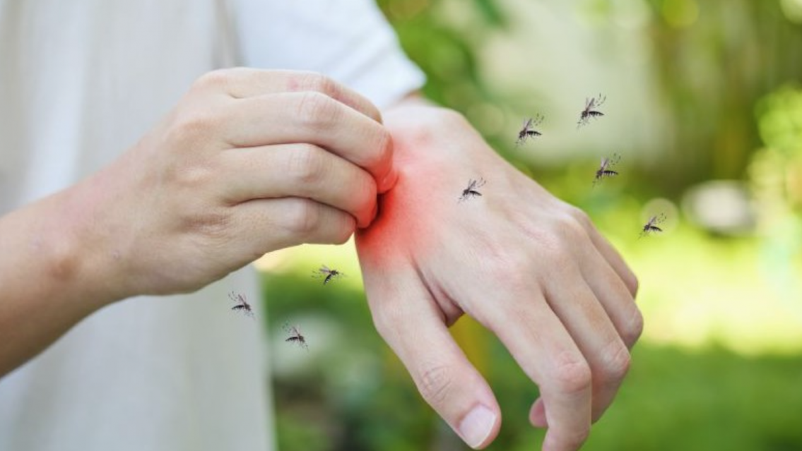 A qué temperatura muere el mosquito del dengue