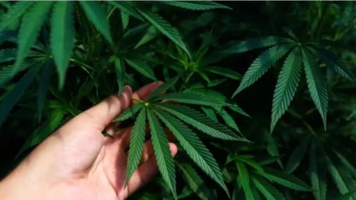 El Gobierno avanza en la restricci�n al uso medicinal del cannabis