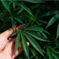 El Gobierno avanza en la restricción al uso medicinal del cannabis