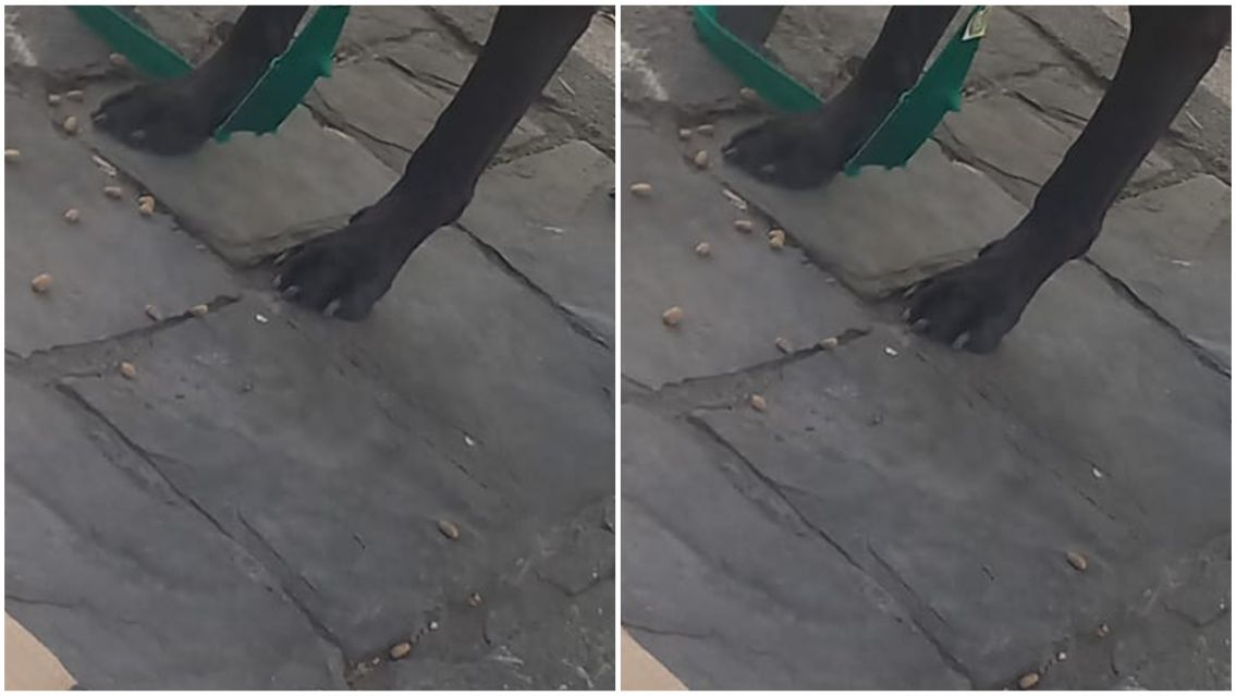 "Vengan ya", el desesperado pedido de una chica en medio del parque