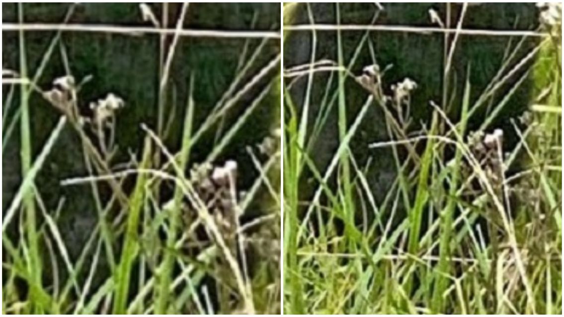 ¡Alto, no disparen! El extraño animal que apareció caminando por la ruta