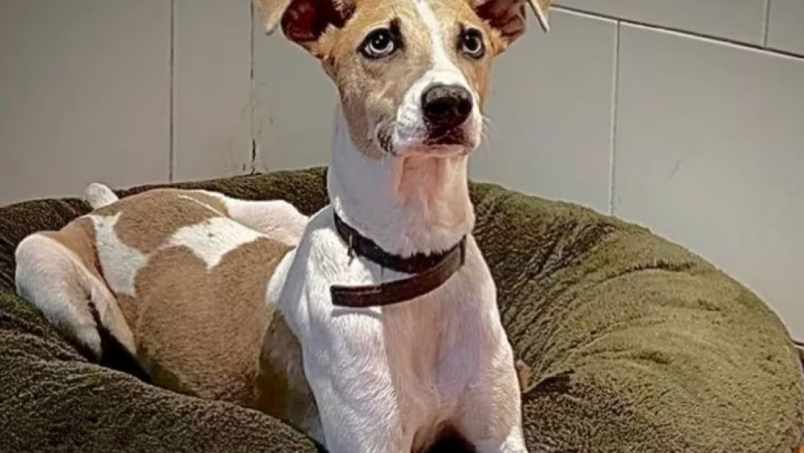 Escándalo en Gran Hermano: Aseguran que Arturo es un perro robado