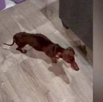 Perro salchicha desfiguró a una señora: Tuvieron que hacerle 40 puntos