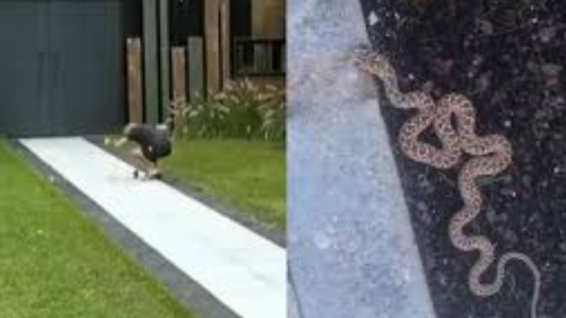 Gran Hermano: Una v�bora entr� a la casa y mordi� a Dar�o