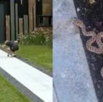 Gran Hermano: Una v&iacute;bora entr&oacute; a la casa y mordi&oacute; a Dar&iacute;o