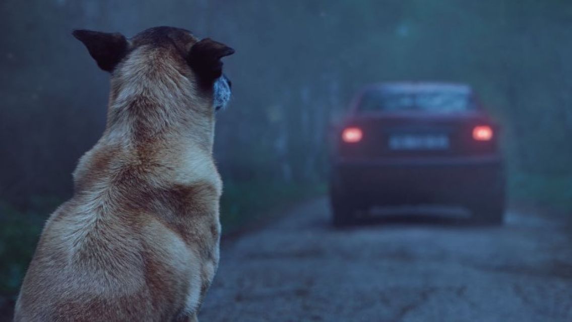 Dura advertencia por el aumento de perros abandonados en Jujuy