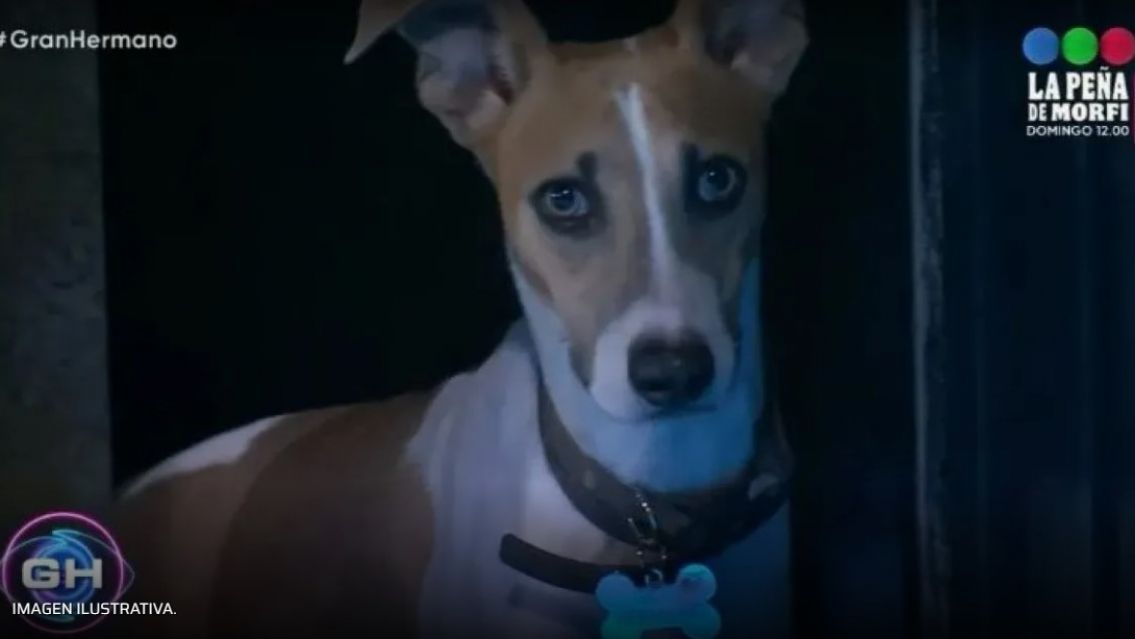 El perro de Gran Hermano quiso atacar a participante y podr�a irse de la casa