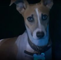 El perro de Gran Hermano quiso atacar a participante y podr&iacute;a irse de la casa