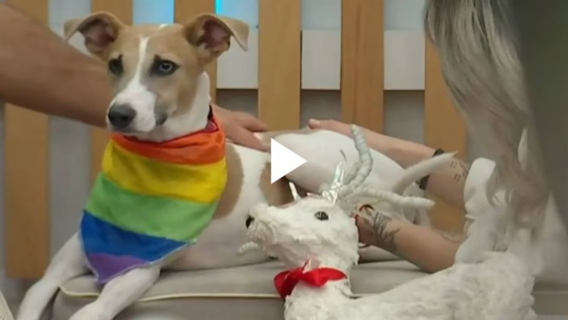 Arturo casi muerde a Furia y hay preocupaci�n por el perro en Gran Hermano