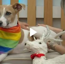 Arturo casi muerde a Furia y hay preocupaci&oacute;n por el perro en Gran Hermano