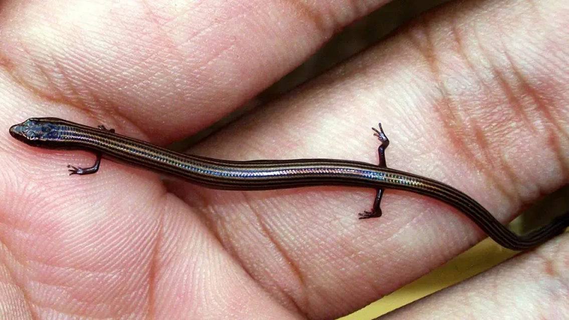 Norte�os pegaron el grito cuando vieron a este raro reptil que apareci� y es "muy raro"