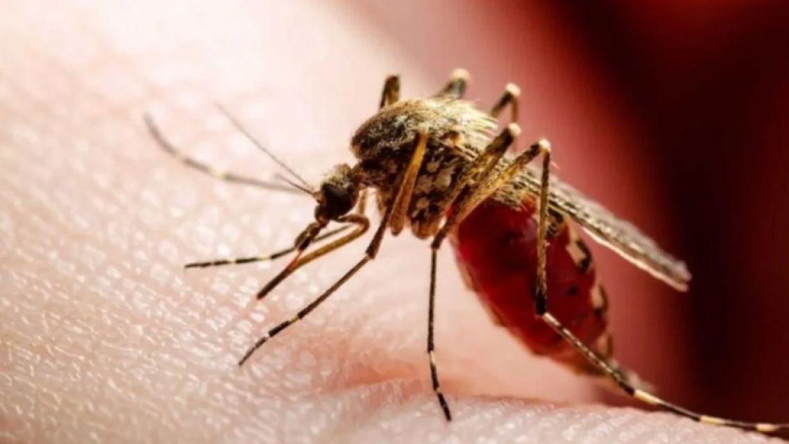 Chaque�o se contagi� dos serotipos de dengue y falleci�