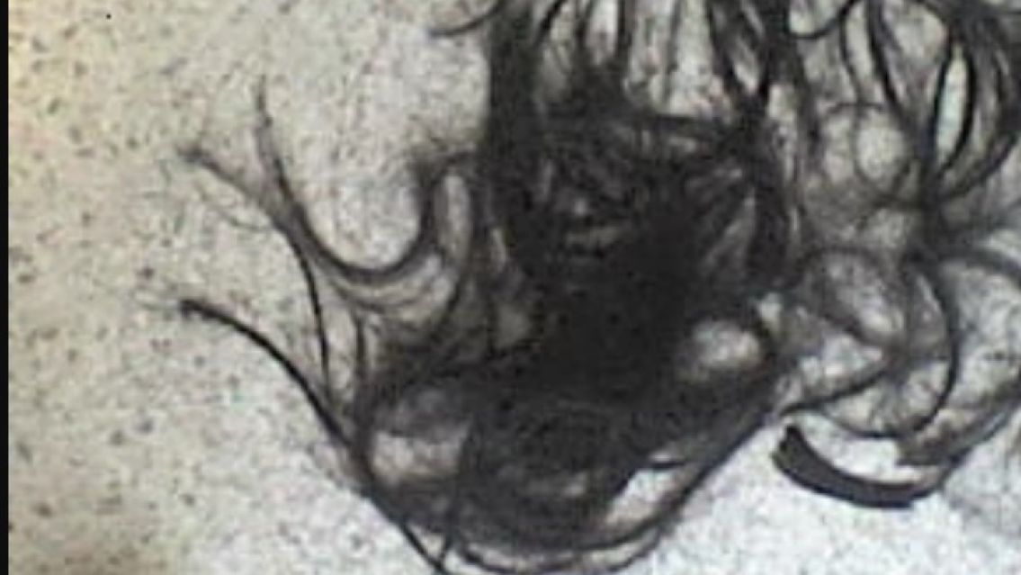 Asaltaron a una juje�a y le cortaron el pelo: "Eran dos chicas"