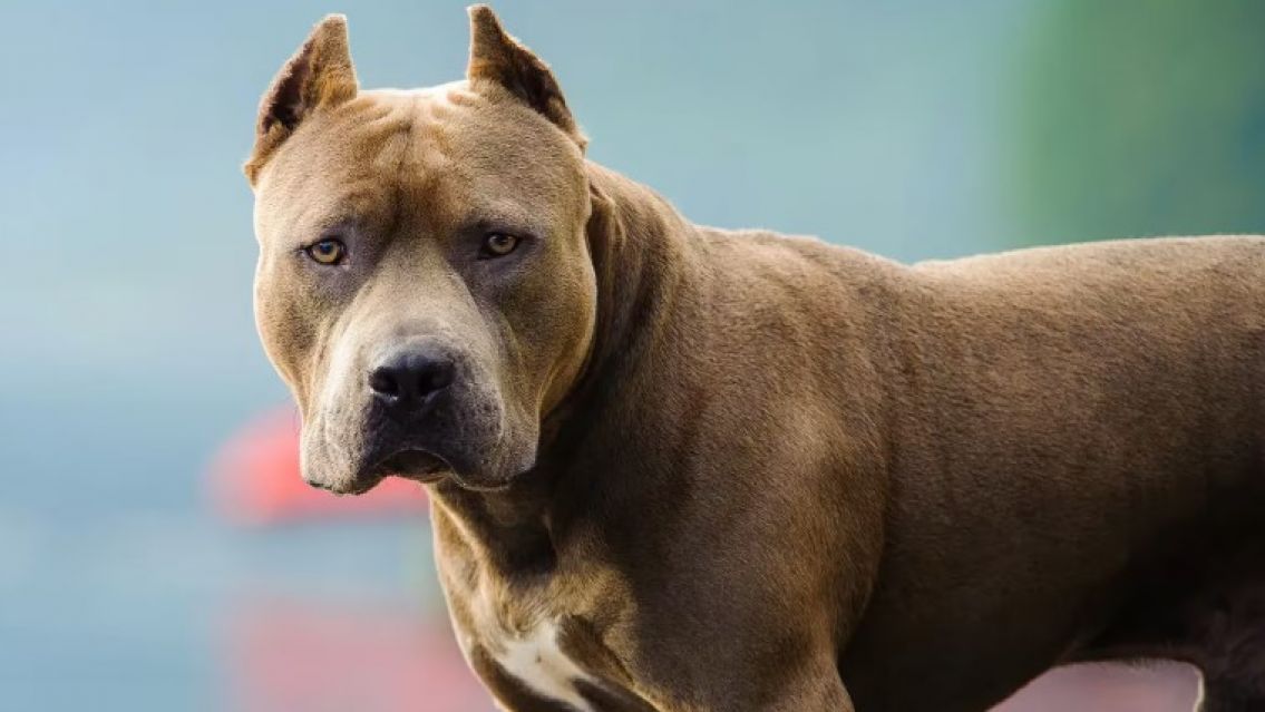 Una joven fue atacada por un pitbull mientras caminaba por la calle: est� muy grave