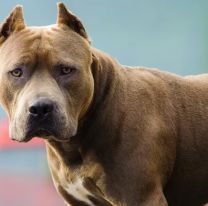 Una joven fue atacada por un pitbull mientras caminaba por la calle: est&aacute; muy grave