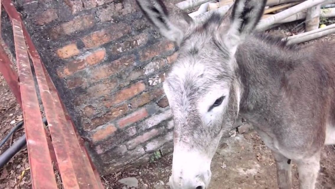A muy buen precio: Rematan burros y caballos en Jujuy