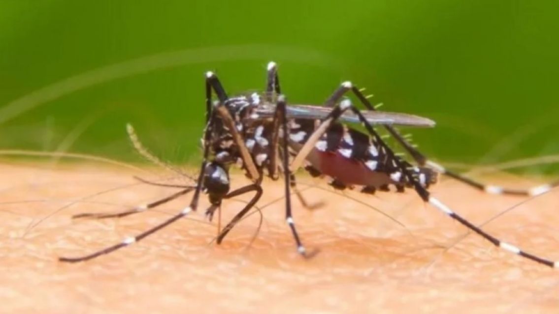 En la última semana, se confirmó 1 caso de dengue en Jujuy