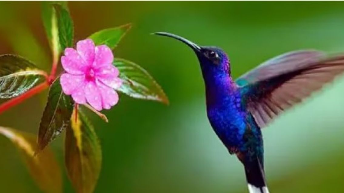 El significado de que aparezca un colibrí azul en tu casa