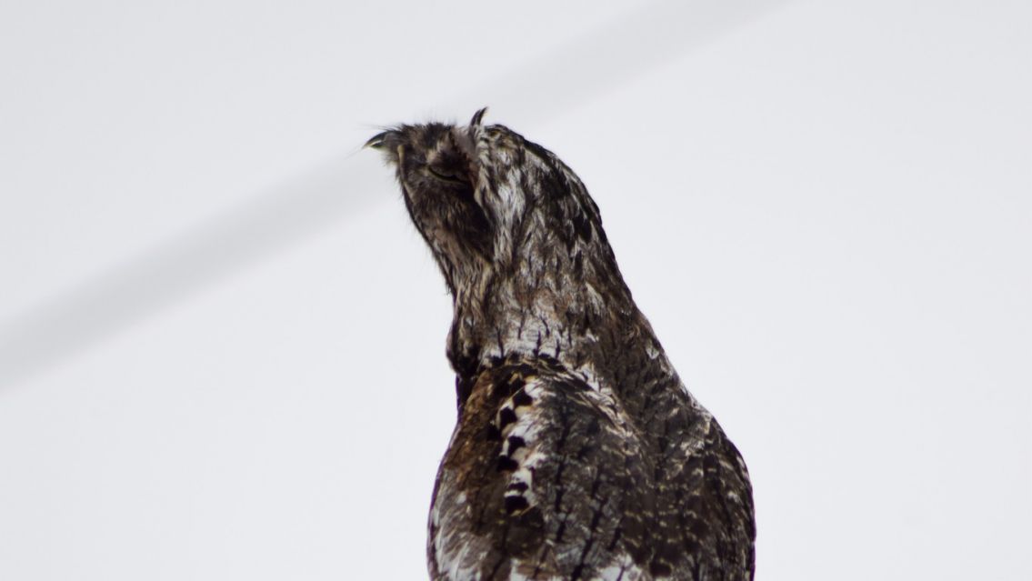 Apareci� el "p�jaro fantasma" en Perico y varios se asustaron 